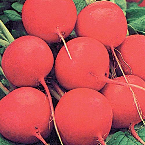 Sicily Giant Radish Seeds 25+ Seeds