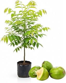 Tropical June Plum Fruit Tree 3 Gallon, June Plum Plant, Live Grafted Trees for Planting Outdoor Your Garden, Ready to Fruit