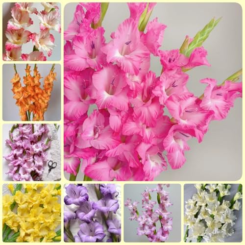 Bulbi di gladioli, per luoghi soleggiati bulbi da giardino 12pcs