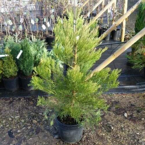 Semi Sequoia Per Giardino Bonsai 50 Semi Di Sequoia Sempervirens - Foto 10