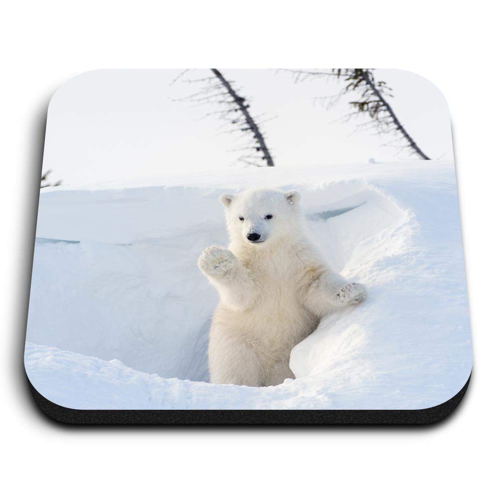 Destination Vinyl Ltd Multicolor 1 X Square Mdf Fridge Magnet - Polar Bear Cub Arctic Snow 16448