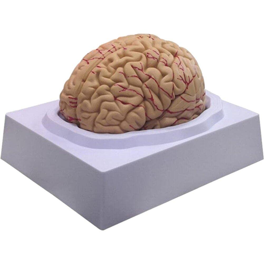 Modèle de cerveau humain en 8 parties amovibles avec socle stable