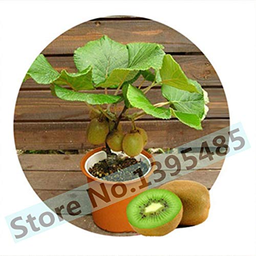 100 Seeds Rare Holland Rainbow Rose Flower Lover Multi-Color Seeds Home Garden Rare Rainbow Rose Flower Seeds Bonsai Seeds