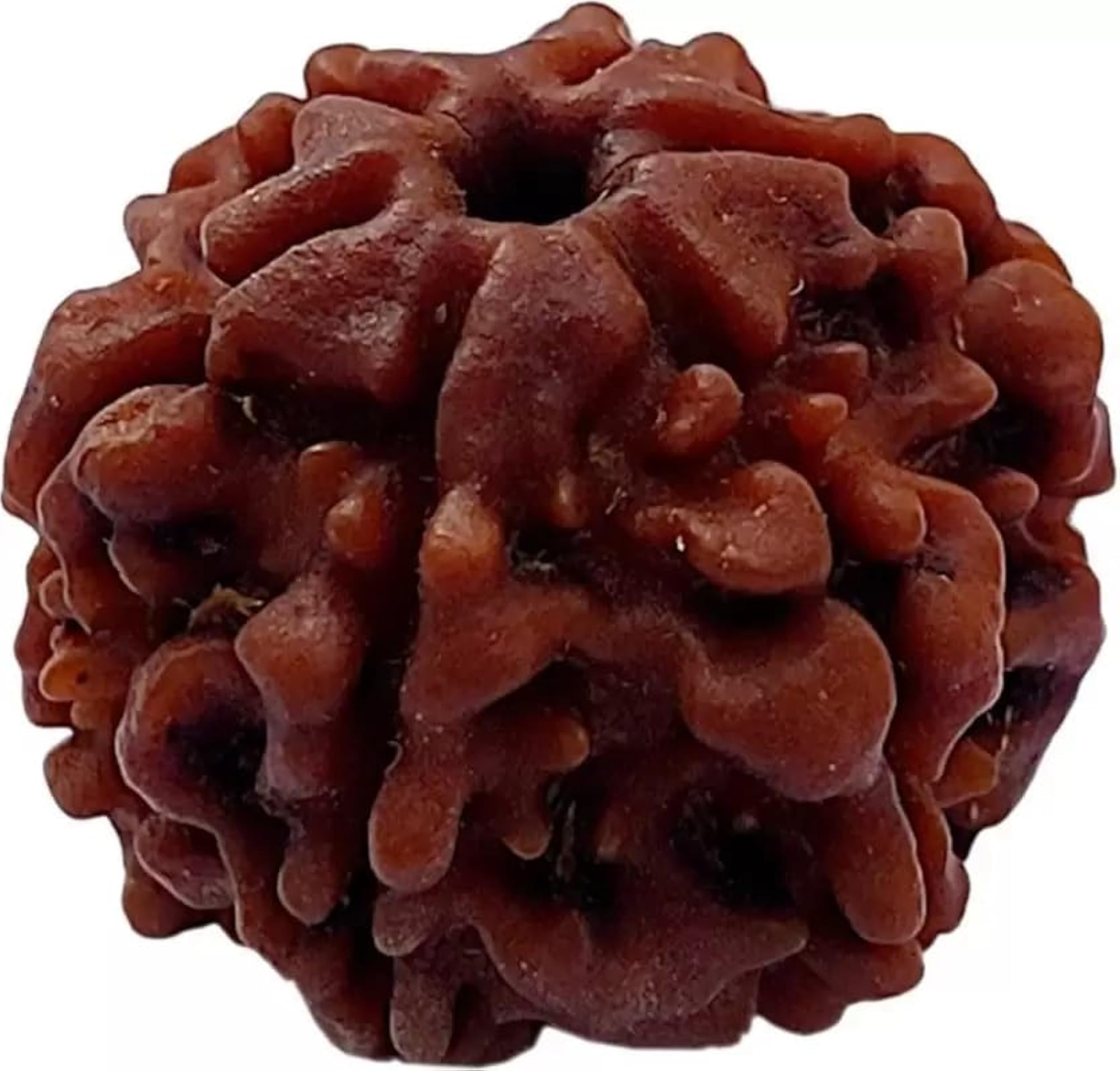 6 Mukhi Pure Rudraksha Bead, Certified Natural Brown