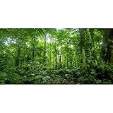AWERT 48x20 inches Terrarium Background Tropical Aquarium Background Green Huge Tree Rainforest Reptile Habitat Background