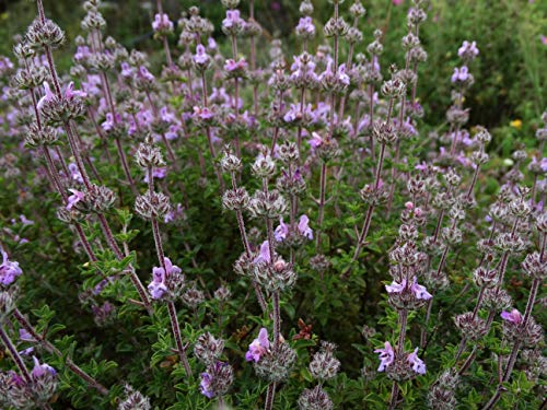 Nika Seeds - Herb Summer Savory Medicinal - 1000 Seeds #TOP4