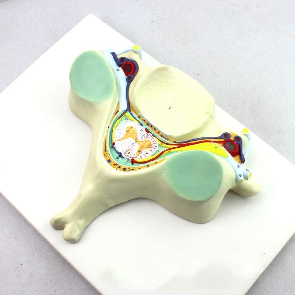 GTHTUHFD Anatomy Model, Model Torso Human Spine Model Spinal Cross-Sectional Enlargement Model Fifth Cervical Vertebra Spinal Cord Spinal Nerve Medical Human Anatomy Skeleton