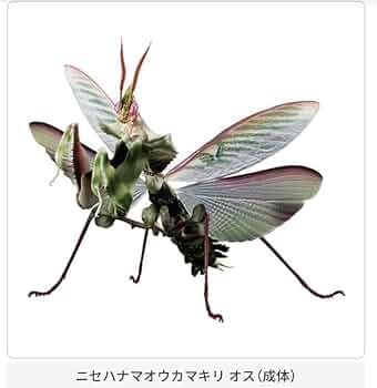 ニセハナマオウカマキリ 51ulwfihirL._AC_UF350,