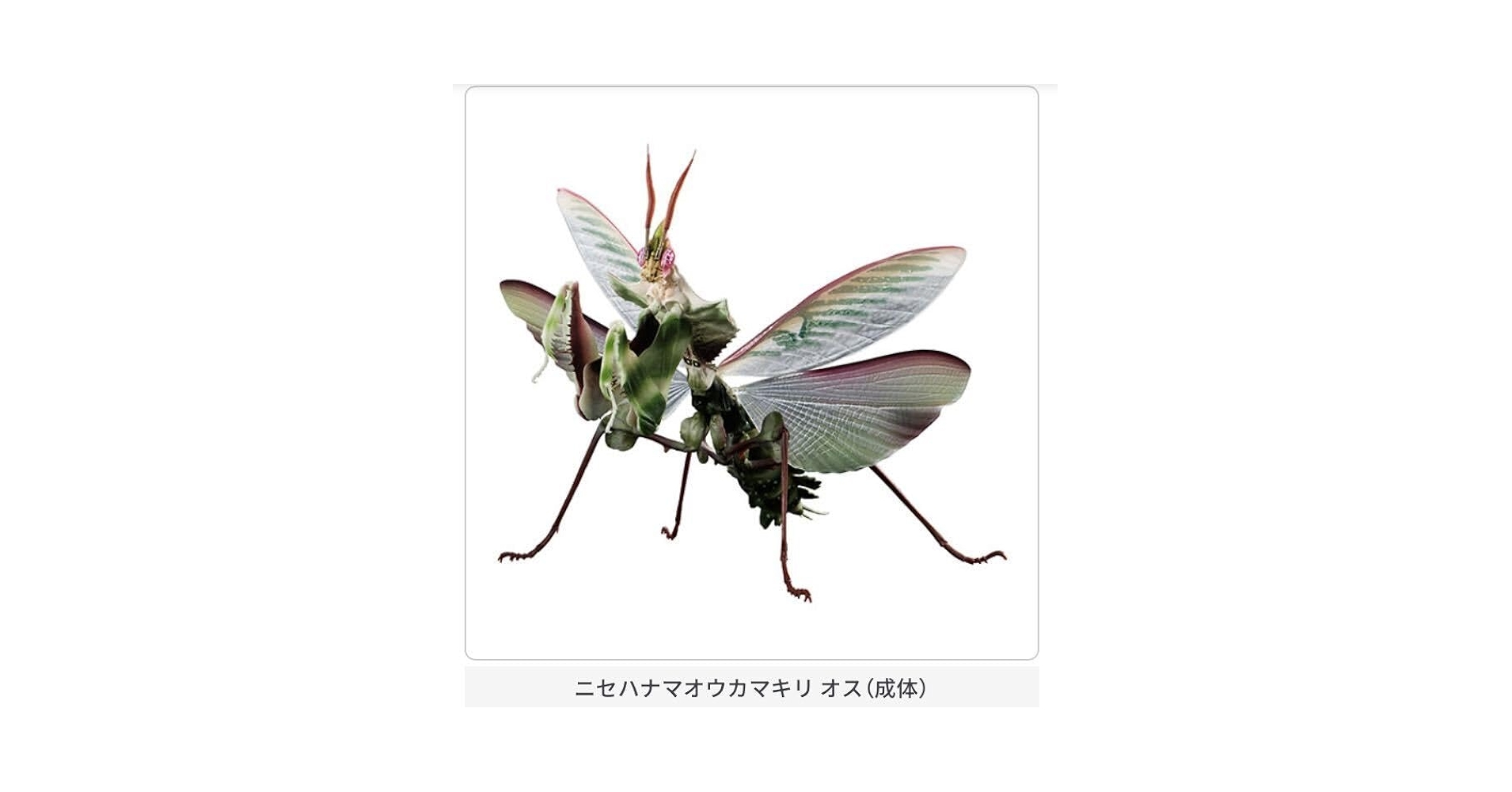 Amazon | いきもの大図鑑アドバンス ニセハナマオウカマキリ