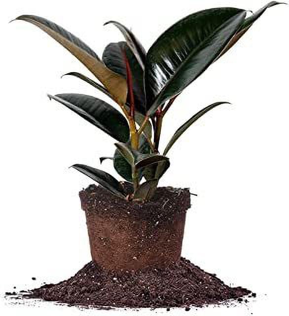FasanGreen Bonsai Rubber Tree for Indoor & Outdoor with Grow Bag (Multicolor, 200mm) (1124)