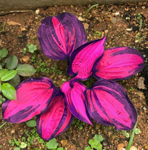 Cold-Resistant Hosta Seed Garden Flower Plant