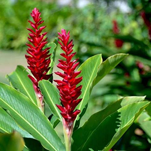Hawaiian Red (Awapuhi`ula`ula) Ginger Plant Root 1Pk Discount Hawaiian Gifts #TOP7