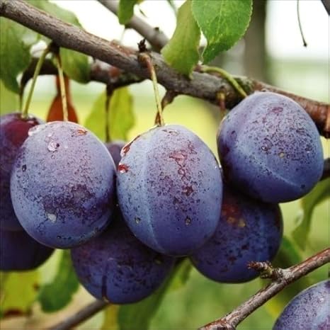 Amazon 国華園 果樹苗 プルーン バラー 1株 21年春商品 鉢