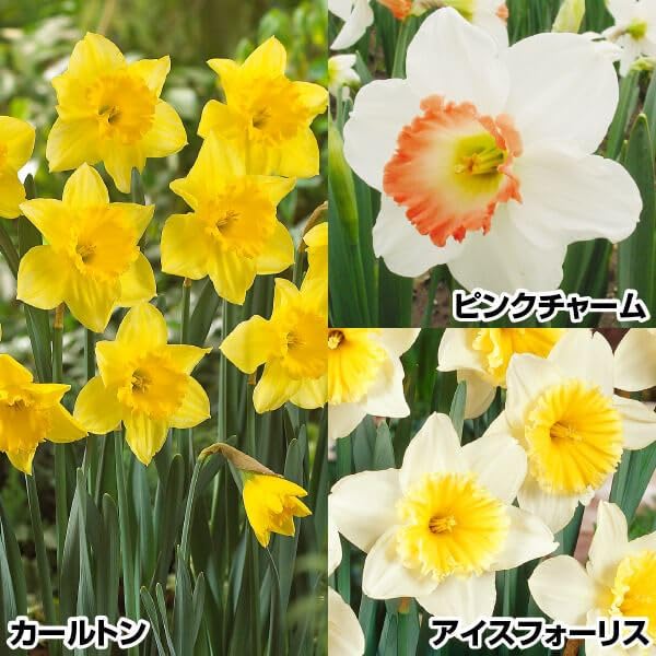 Amazon.co.jp: スイセン 球根 特選カップ咲水仙セット3種30球(各10球