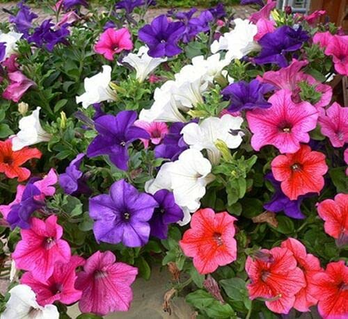 Buy4seeds 3000 Seeds Trailing Petunia Balcony Mix Seeds hybrida pendula Useful for Garden and Outdoor