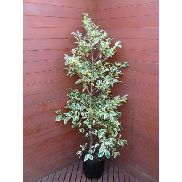 Amazon｜斑入り本サカキ トリカラー｜観葉植物 オンライン通販