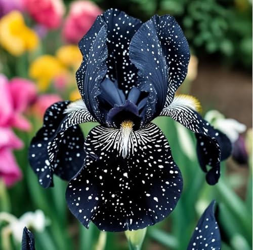 Black Form Iris - Flower Bulbs for Planting - Rare Black Iris Flowers (1 Bulb)