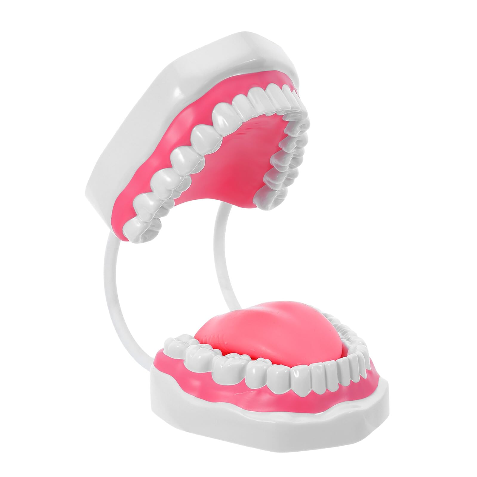 Modello Didattico di Denti Standard Bianco 6 Volte Ingrandito per Formazione Odontoiatrica, Kit Dimostrativo per Pulizia Orale e Igiene, Supporto Portatile per Studenti e