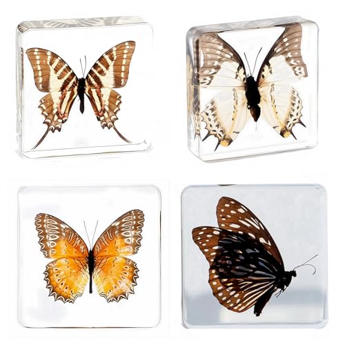 Image of Taxidermy Butterfly, Real Insect Butterfly Specimens in Resin Preserved, Clear for Closer-Look & Study, Science Educational Classroom Specimen, Decor Ornament, Amazing Gift (C, 3.0x3.0x0.8-inch)