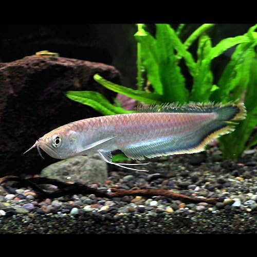 Amazon 熱帯魚 ブラックアロワナ 12cm ペット用品 通販