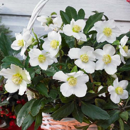 Helleborus Niger | Christmas Rose | Hardy Perennial Garden Plant | Plants Outdoor Garden Ready for Bedding, Borders, Containers (2 Litre Pot, 30-40cm)