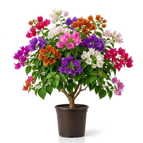 Image of Multicolor Bougainvillea Live Plant with Pot | Rare Grafted Bougainvillea Bonsai Flower Plant | Decorative Outdoor Indoor Flowering Plant for Home Garden Balcony Terrace Decor | (Pack of 1) FloraPlax