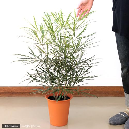 Amazon｜（観葉植物）アラレア グリーンエレガンス 6号（1鉢