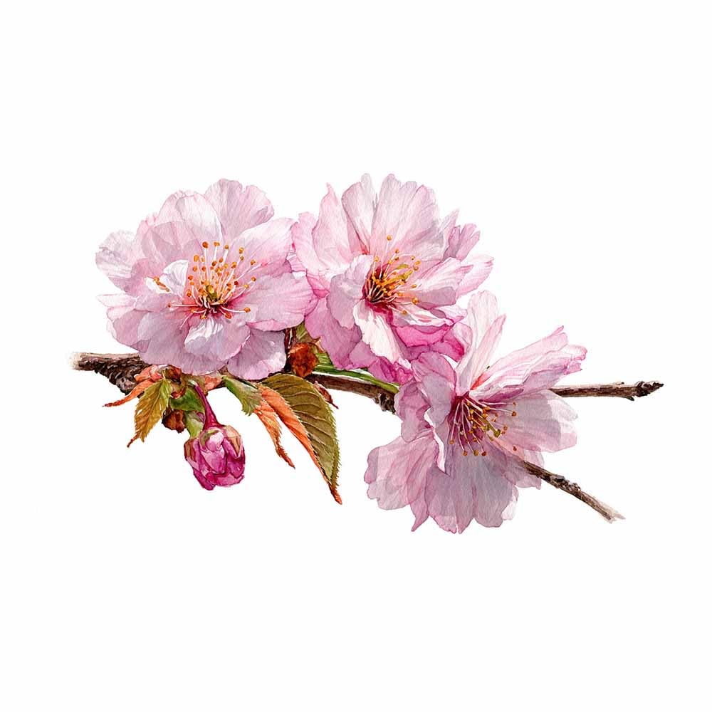 ZAMAEIU Landscape Pictures For Wall Branch-painted bloomss art prints and posters, Suitable for Living Room Bedroom Decor apartment Wall Decoration(pink)-30x50cm Unframed