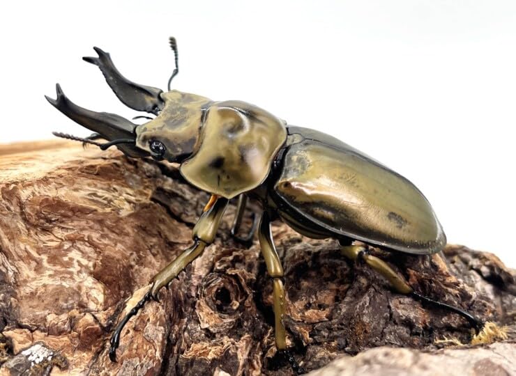【昆虫標本】ローゼンベルグオウゴンオニクワガタ♂73㍉ Amazon | 【DDA】ローゼンベルグ オウゴンオニ 成虫ペア プレゼント