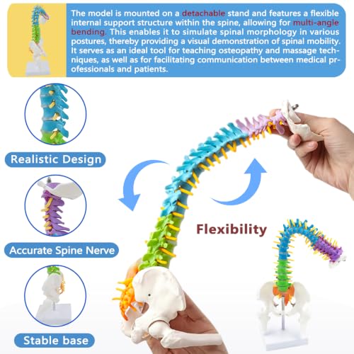 Image of Mini Flexible Human Spine Model with Pelvis and Nerve Roots,13.8 inch Vertebral Column Model for Instruction Teaching, Patient Demonstration, Education(Multicolour)