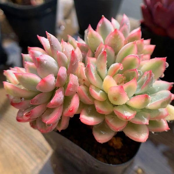 女雛錦　群生　エケベリア　多肉植物 Amazon.co.jp: 農園直売 多肉植物 寄せ植え エケベリア属 女雛錦