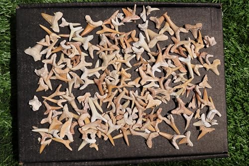 Great Collection of Shark Teeth Fossil Shark Teeth Fossils for Kids Fossils from Morocco A250