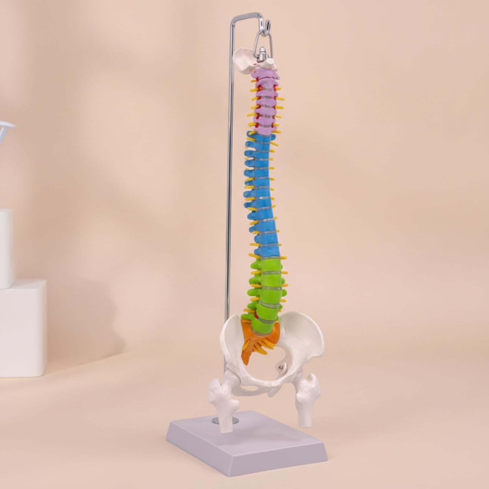 Modello di Colonna Vertebrale Umana | Sezioni Cervicale Toracica Lombare, Modello di Colonna Vertebrale con Base Esposizione, Colorato, per Cliniche, Stile A