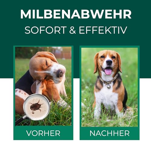 Silberkraft Milbenspray Hunde 500ml - Effektives Anti Milben Spray für Hunde - Milbenbefall behandeln Grasmilben Räudemilben Ohrmilben Hund