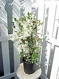 Clematis paniculata (Sweet Autumn Clematis) Perennial,...