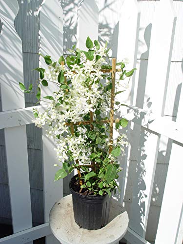 Clematis paniculata (Sweet Autumn Clematis) Perennial,...