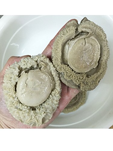 Dried Goods Big Dried South-Africa Abalone Baoyu 大南非鮑魚 鲍鱼 Free Worldwide Airmail (1 Lb 454 Grams) #TOP5