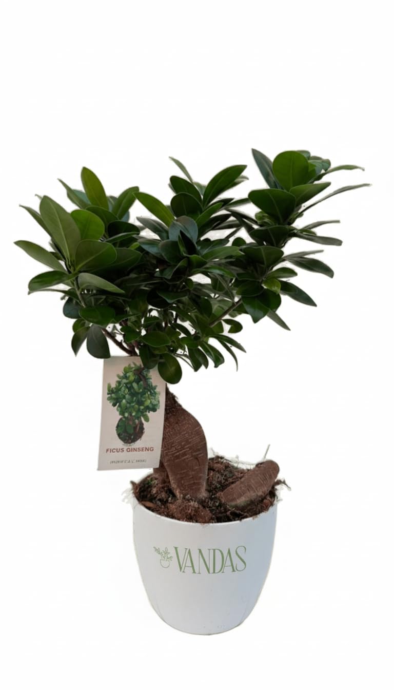 Vandas Ficus Ginseng Bonsai – Pianta Sempreverde da Interno | Vaso Diametro 15 cm, Altezza 30 cm | Radici Nodose e Tronco Scultoreo | Made in Italy