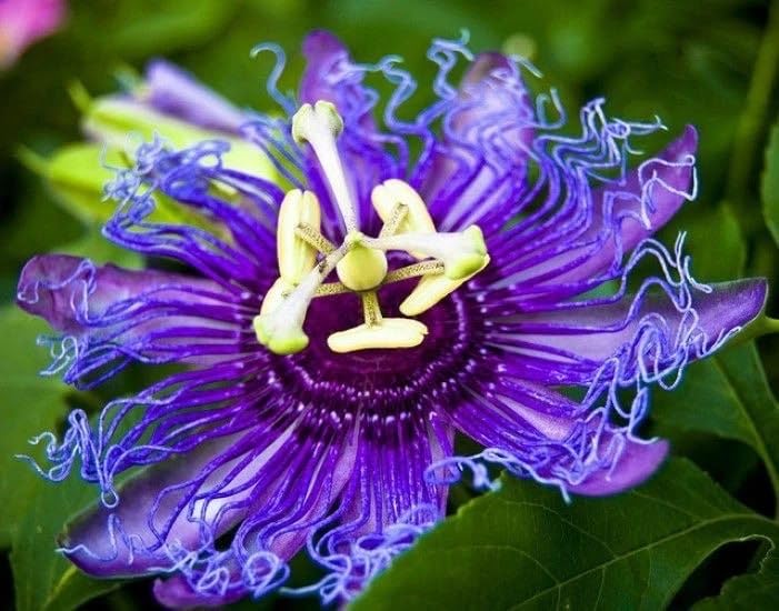 Maypop Passiflora - Healthy Well Rooted Starter Plant - Passiflora Incarnata