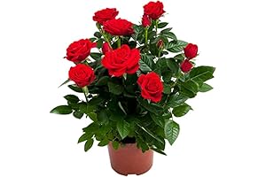 Plantas naturales vivas de exterior: plántulas de rosa Carola, rosal rojo brillante,...