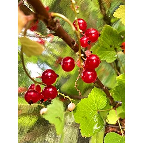 3 x Redcurrant (Bare Root Stock/Bushes) Ready-to-Plant (Free UK Postage) Cover
