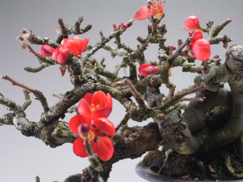 Amazon.co.jp: 盆栽 四季咲き赤花長寿梅 （ミニ）【現品】 （3925