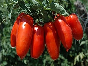 best heat tolerant tomatoes