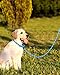 TagME Retrieverleine mit Zugstopp,Reflektierende Seilleine 185 cm Moxonleine,Weicher gepolsterter Griff,12mm für Große Hunde,Blau