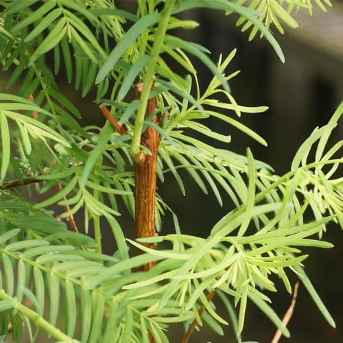 Brussel's Bonsai Live Dawn Redwood Bonsai Tree, Outdoor - Medium, 3 Year Old, 14 to 20 Inches Tall - Includes Decorative Ceramic Bonsai Pot - Image 6
