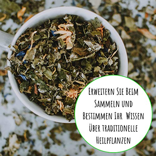 Biobalu Wilde Apotheke - 50 traditionelle Heilkräuter Samen - Bienenfreundliche Wildblumenwiese, Wildkräuter Samen… – Bild 6