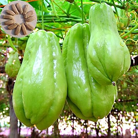 100Pcs Plant Seeds Climbing Moist Subtropical Fresh Assorted Natural Chayote Seeds Garden Accessories Seeds Cover