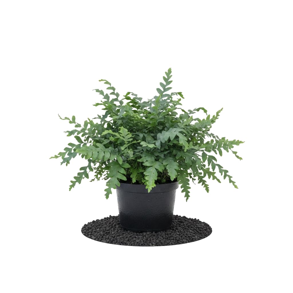 DECOALIVE Planta de Interior Phlebodium Aureum Davana Helecho azul Davana | Follaje Azul | Maceta 17 cm Diámetro | 55 cm Altura