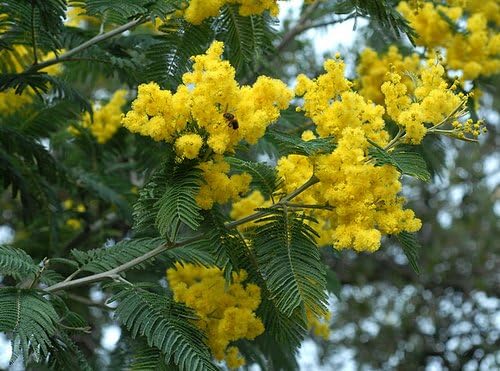 Nouveau frais 50PCS Mimosa Acacia graines d'arbre