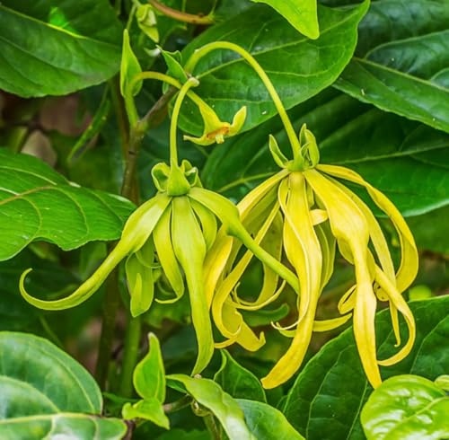 Aceite esencial de Ylang Ylang orgánico 5 mL miniatura 3